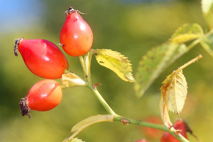 Ackerrosen-Hagebutten - Foto: Helge May