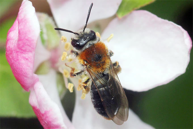 Rotschopfige Sandbiene an Apfelblüte - Foto: Helge May