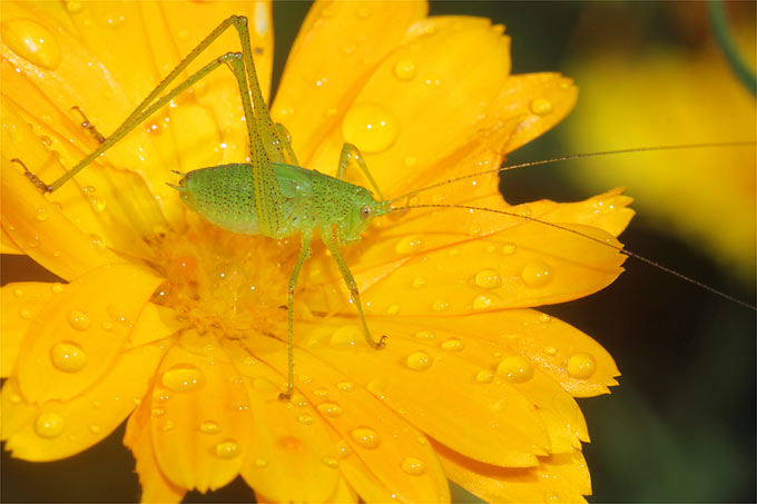 Punktierte Zartschrecke (Larve) auf Ringelblume - Foto: Helge May