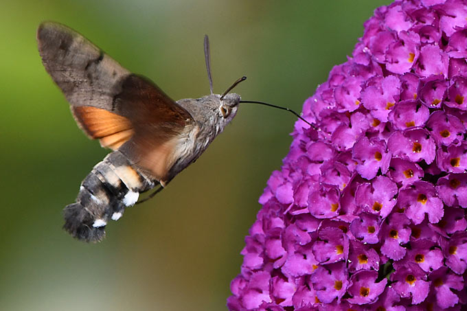 Taubenschwänzchen an Sommerflieder - Foto: Josef Alexander Wirth/www.naturgucker.de