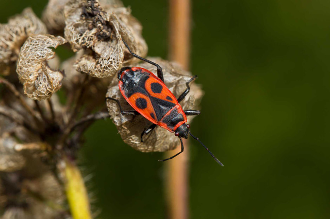 Gemeine Feuerwanze - Foto: Marcus Bosch