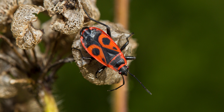 Gemeine Feuerwanze - Foto: Marcus Bosch