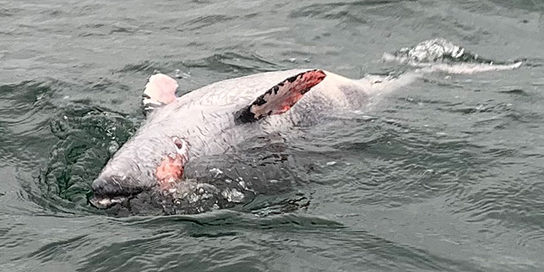 Toter Schweinswal vor Fehmarn - Foto: NABU/Matthias Meinsen