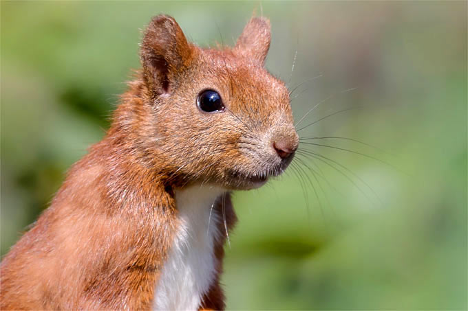 Eichhörnchen - Foto: NABU/Gaby Schröder