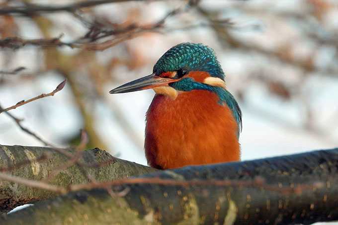 Eisvogel - Foto: Gaby Schulemann-Maier/NABU-naturgucker.de