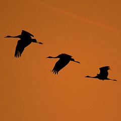 Kraniche im Flug - Foto: Carsten Fischer