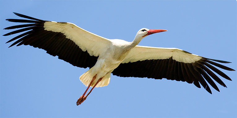 Weißstorch - Foto: Frank Derer