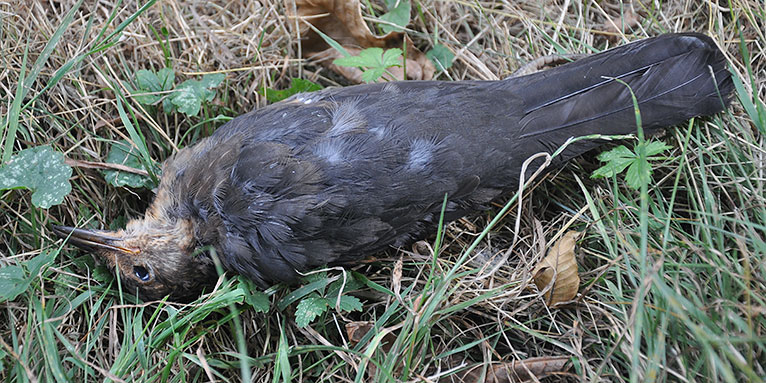 Amsel mit Usutu-Verdacht - Foto: NABU/Stefan Bosch