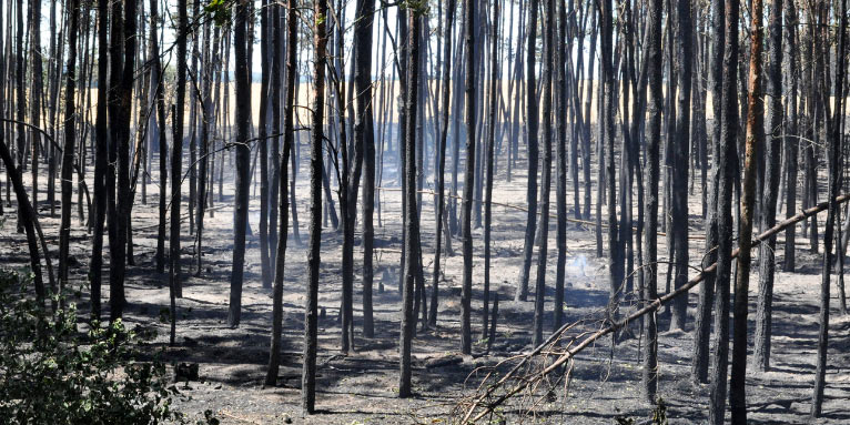 Kiefernforst in Brandenburg nach einem Brand - Foto: NABU/Felix Grützmacher