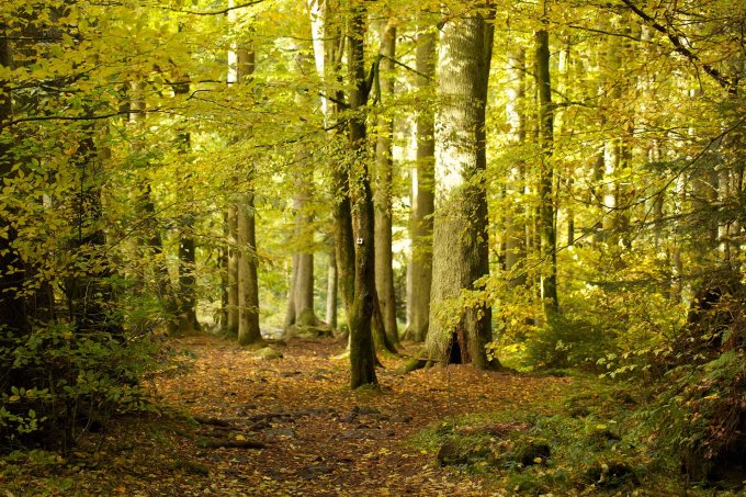 Damit unsere Wälder bestehen können, müssen wir jetzt aktiv werden. - Foto: NABU/Christoph Kasulke