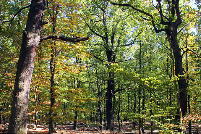 Ein intakter Wald leistet mehr für den Klima- und Artenschutz als vermeintlich klimaneutrale Energiegewinnung durch Holzverbrennung. - Foto: Helge May