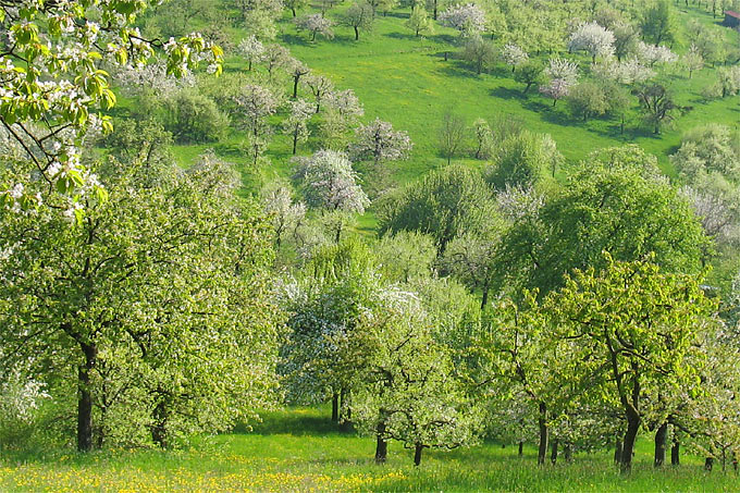 Streuobstwiese am Schönbuchhang - Foto: NABU/Hannes Huber