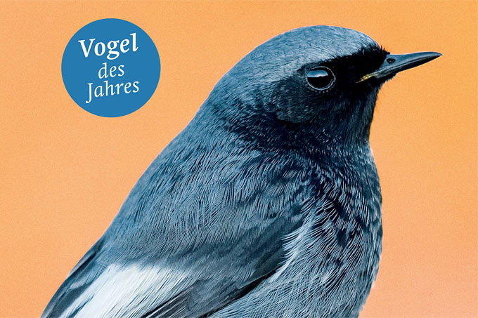 Cover „Naturschutz heute“, Ausgabe 4/24 – Foto Hausrotschwanz: picture alliance/blickwinkel/AGAMI/Daniele Occhiato